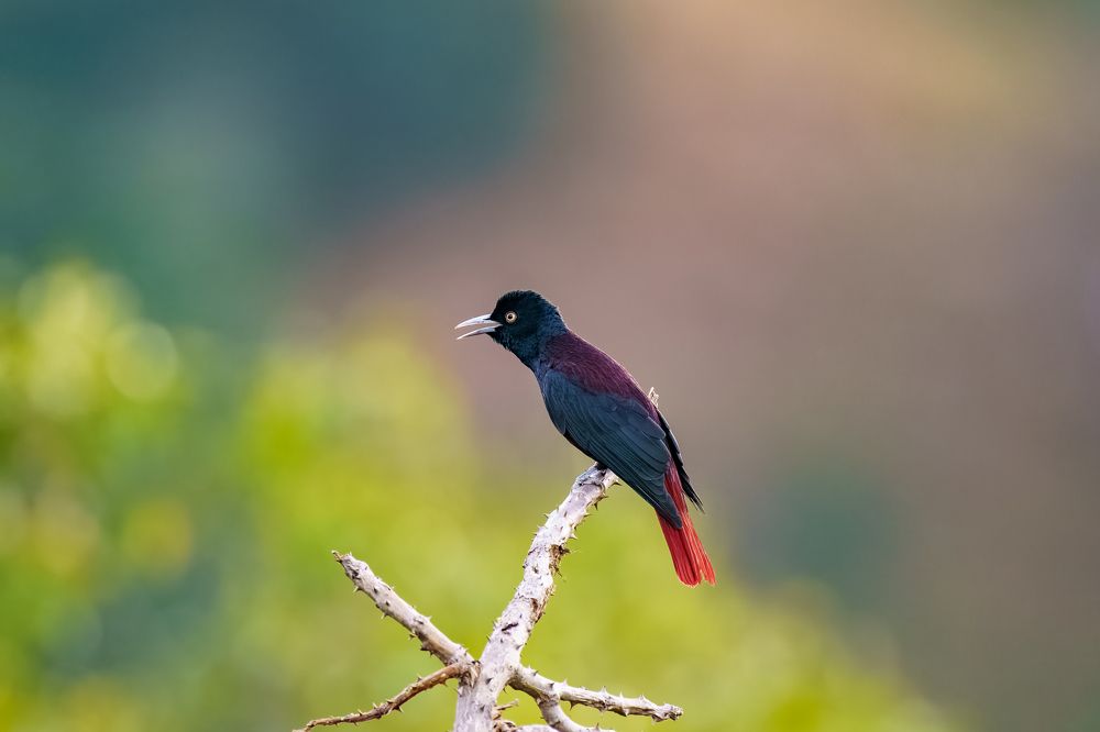 Maroon Oriole