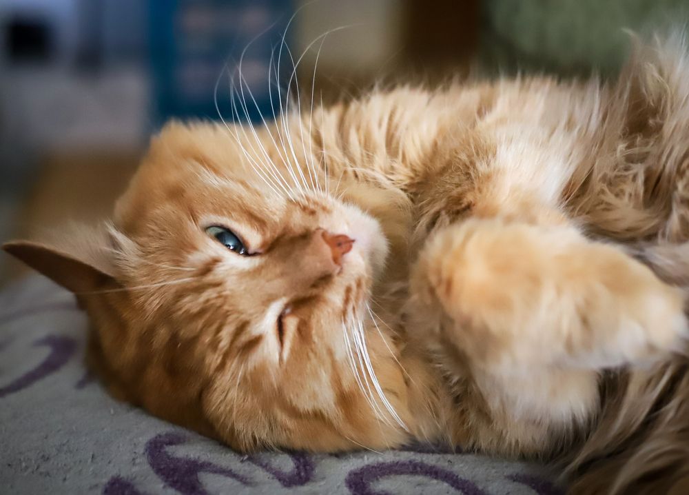 Фотография автора VLADIMIR SHCHERBAKOV