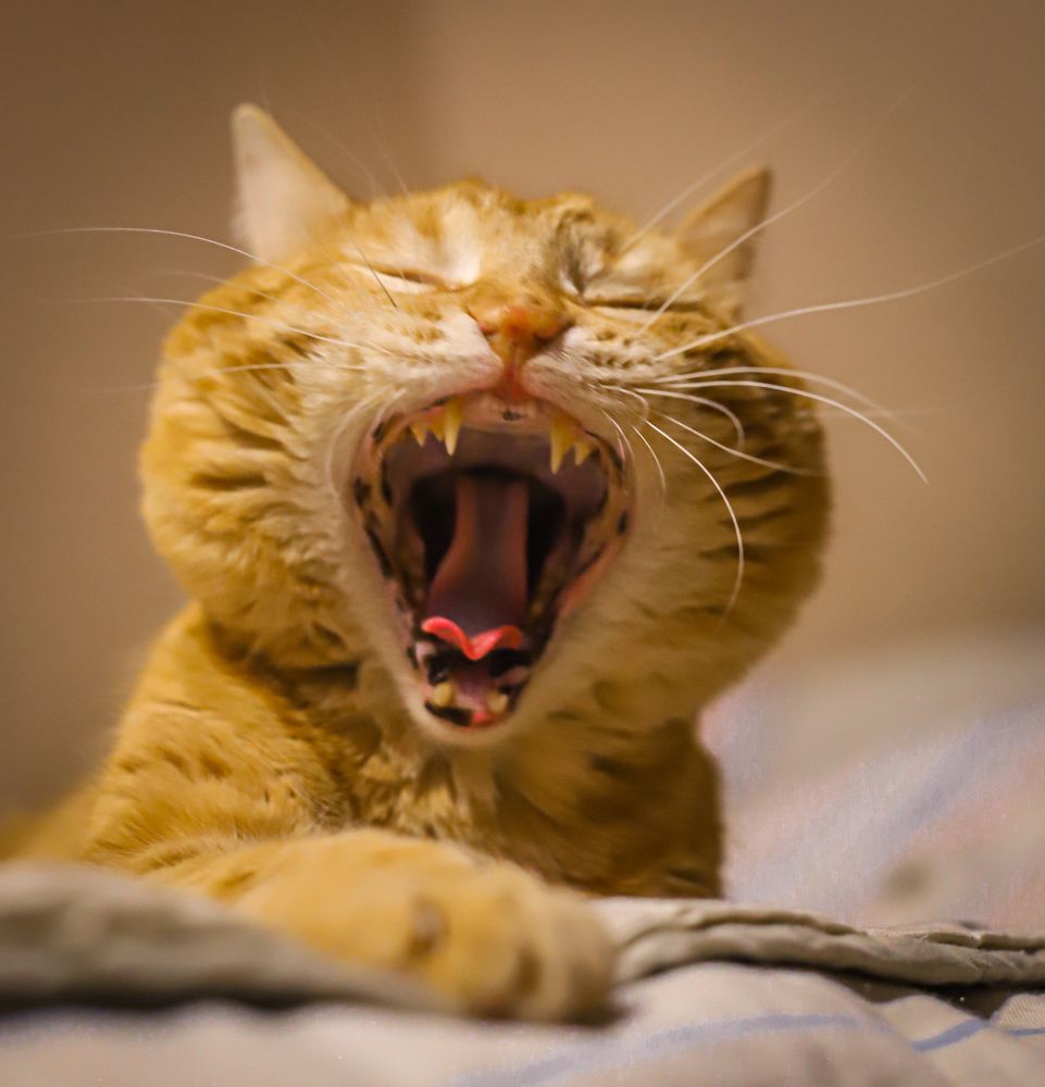 Фотография автора VLADIMIR SHCHERBAKOV