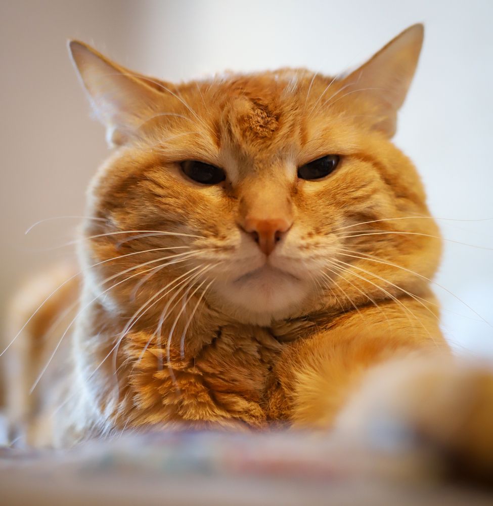 Фотография автора VLADIMIR SHCHERBAKOV