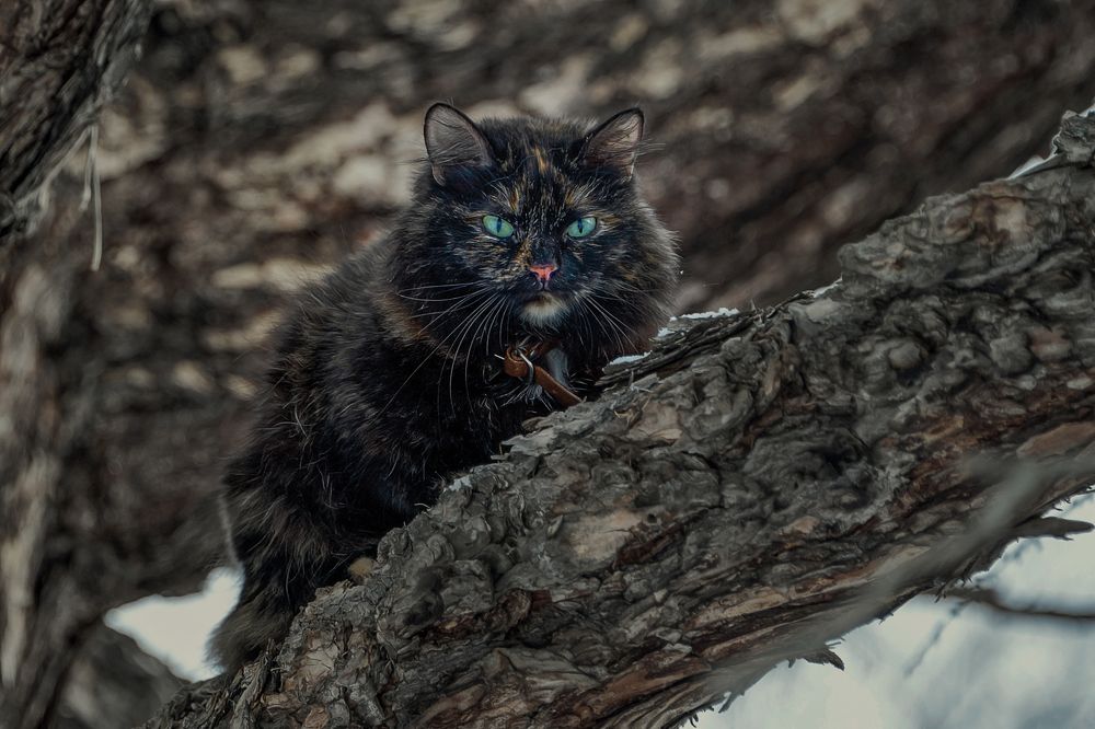 Photograph by Александр Шипиленко