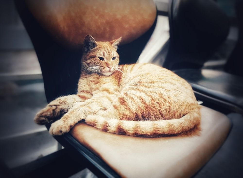 Фотография автора Mahdi Hosseini Kia