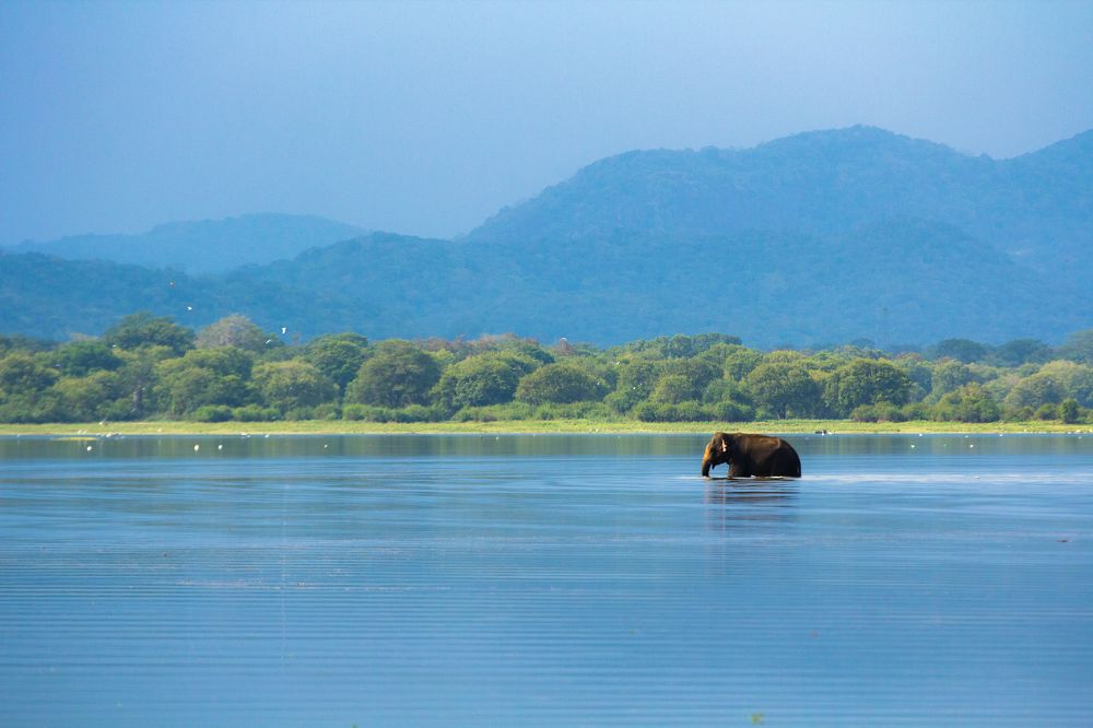 Photograph by shashi peiris