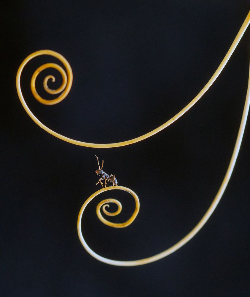 Загогулины