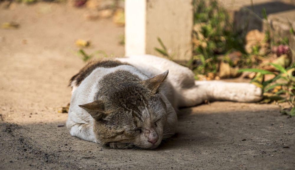 Photograph by Mohammad Ridwanur Rahman