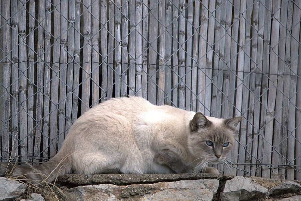 Photograph by michel Olive