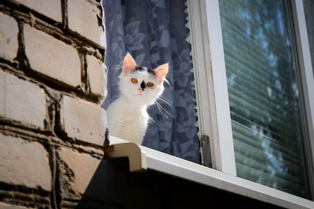 Фотография автора Роман Володащик