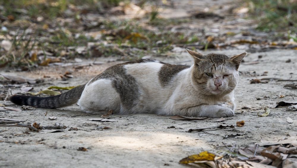 Photograph by Mohammad Ridwanur Rahman
