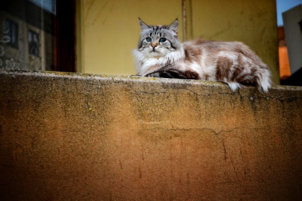 Фотография автора Роман Володащик