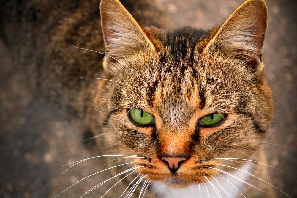 Фотография автора Роман Володащик