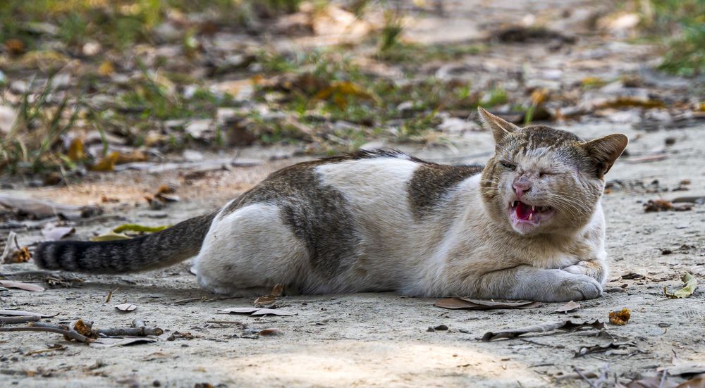 Photograph by Mohammad Ridwanur Rahman