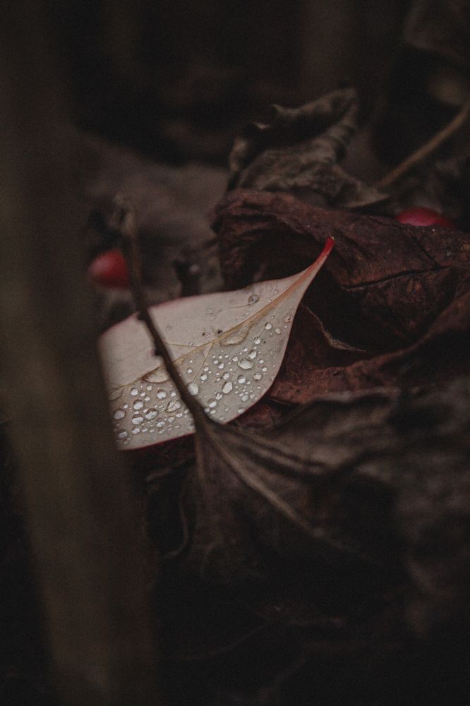 Photograph by Диана Козел