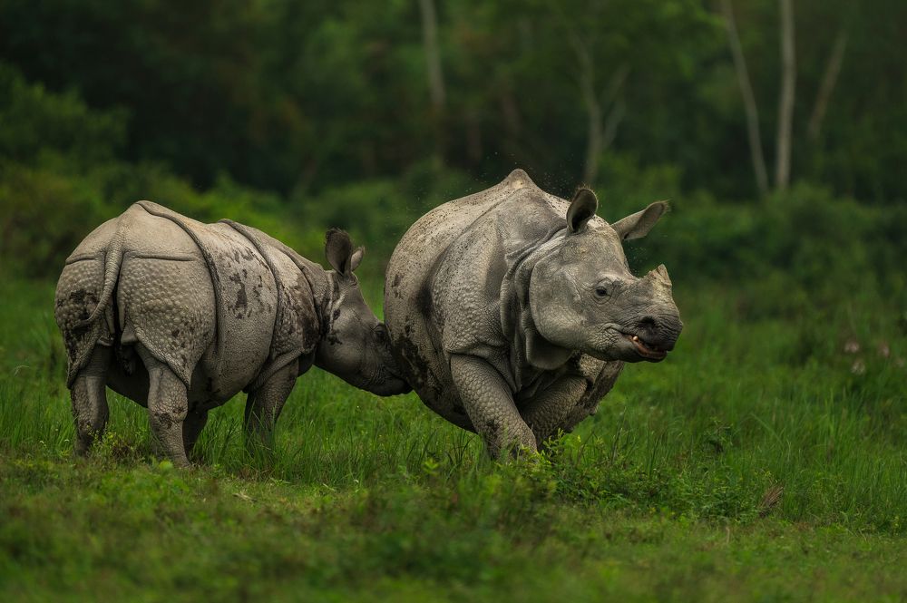 Photograph by Guha Jayanta