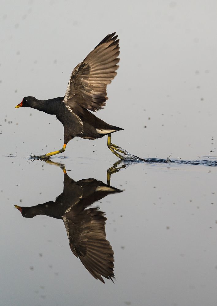 Photograph by Irvin Sabastian Nellikunnel Jose