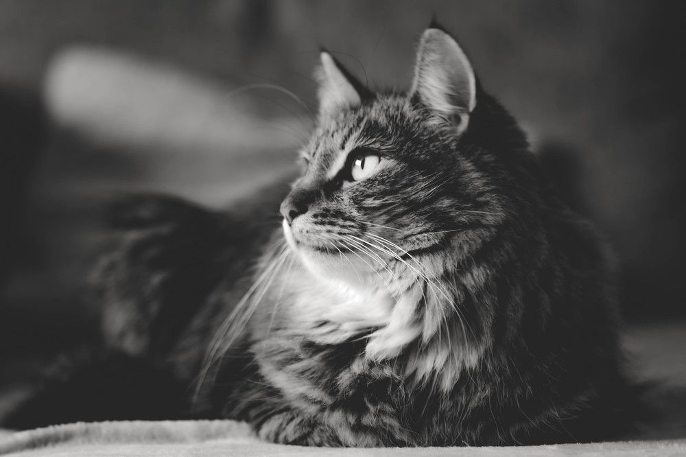 Photograph by Olga Degtjareva