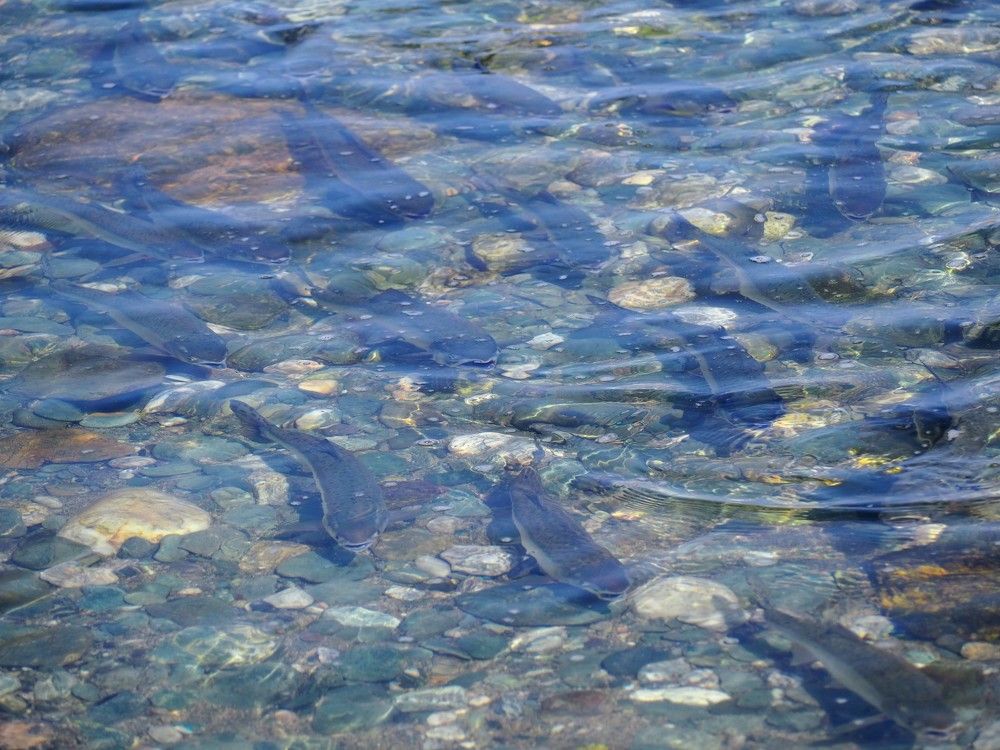 Нерест лосося