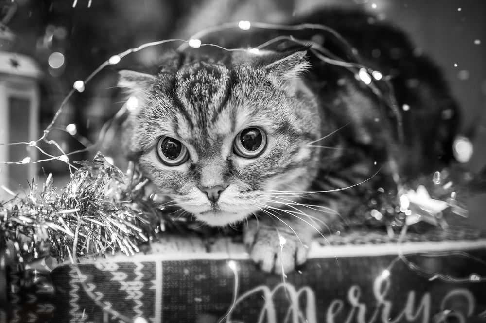 Photograph by Екатерина Урцева