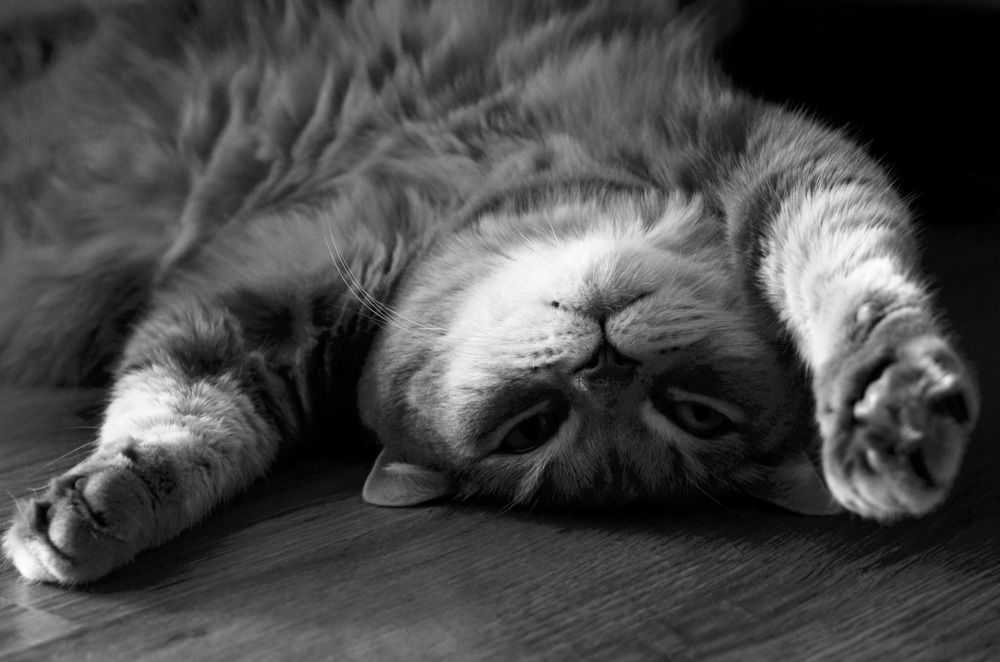 Photograph by Анастасия Чушкова