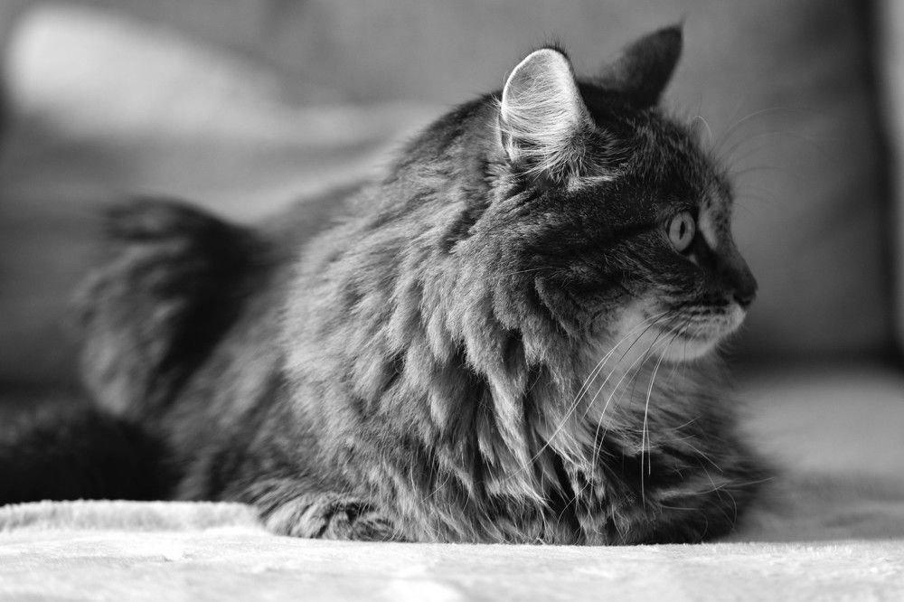 Photograph by Olga Degtjareva