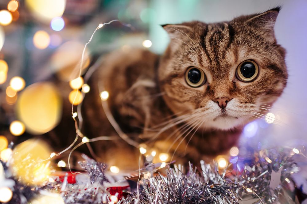 Photograph by Екатерина Урцева