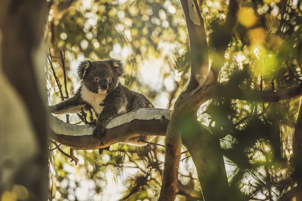 Фотография автора Csépe Róbert