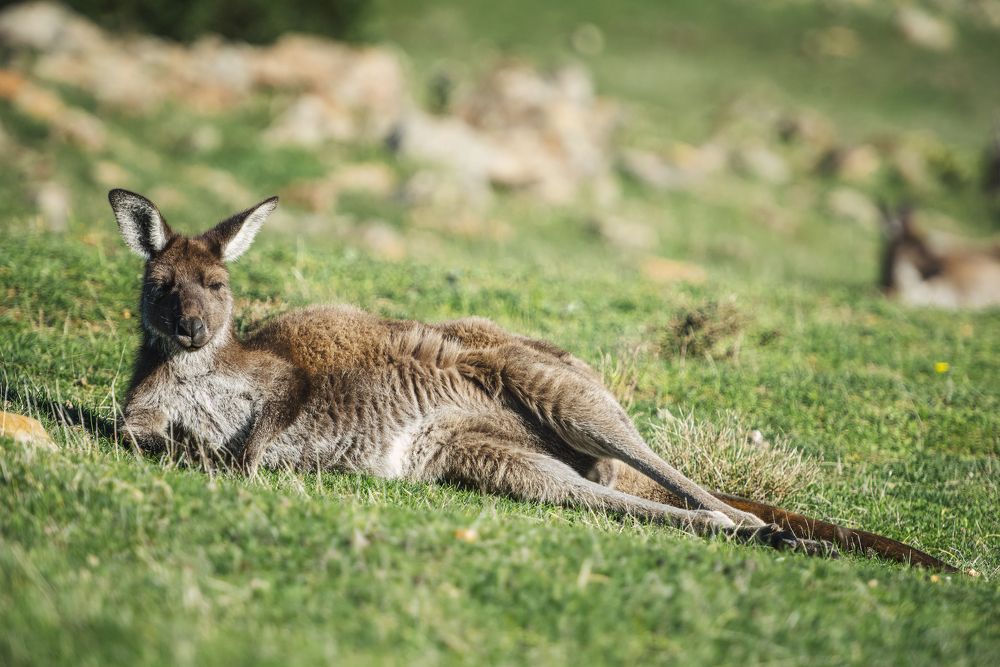 Фотография автора Csépe Róbert