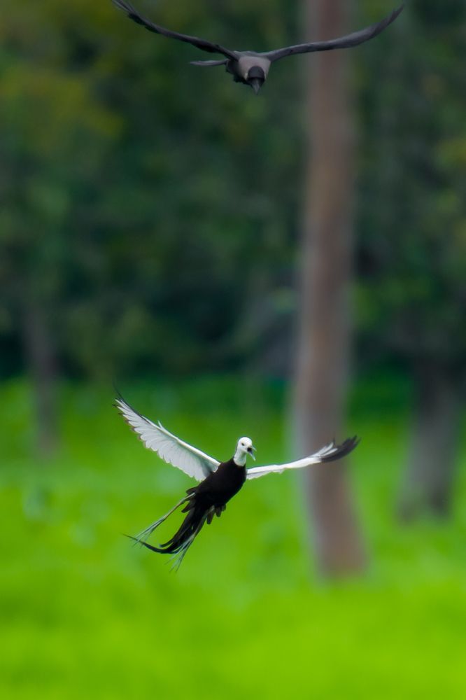 Photograph by MD KABIUL AKHTER ALI