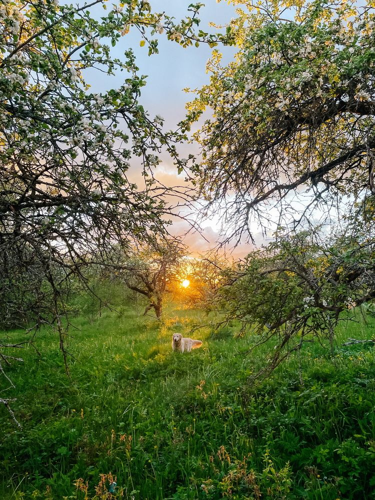 Photograph by Элизабет Гусакова