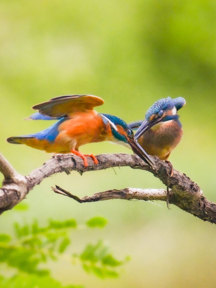 Photograph by MD KABIUL AKHTER ALI