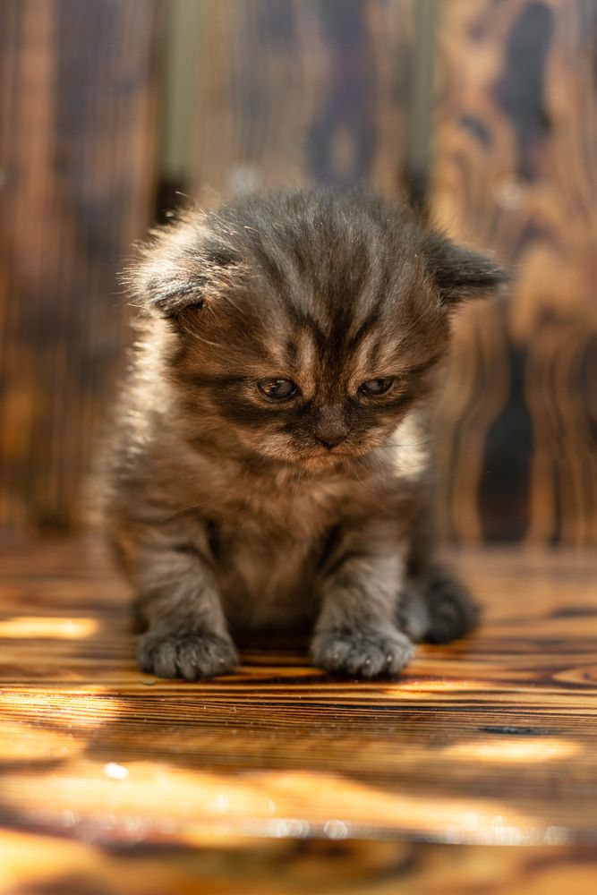 Фотография автора Алёна Подгорная