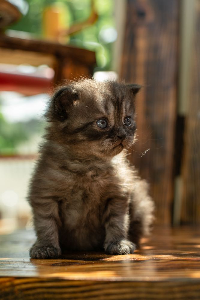 Фотография автора Алёна Подгорная