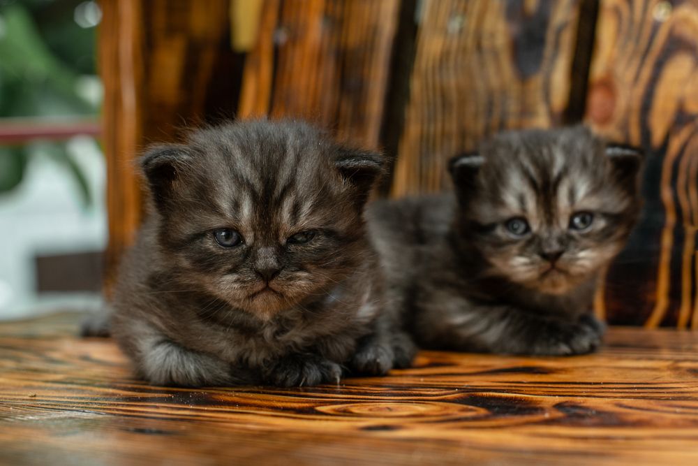 Фотография автора Алёна Подгорная