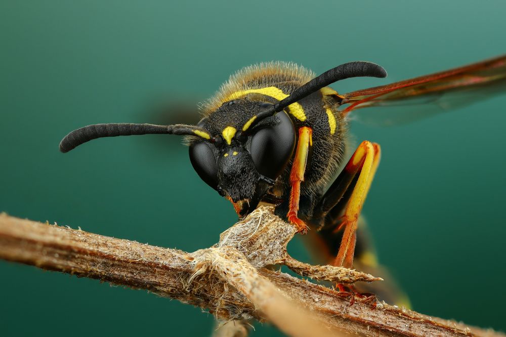 Пилюльная оса