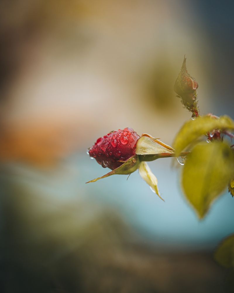 Photograph by Edis Memic