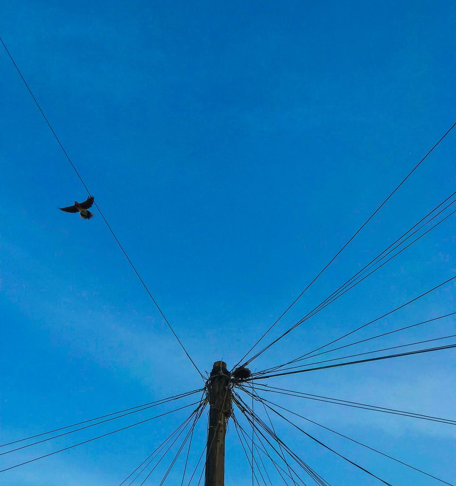 DOVE AND THE CABLE POST