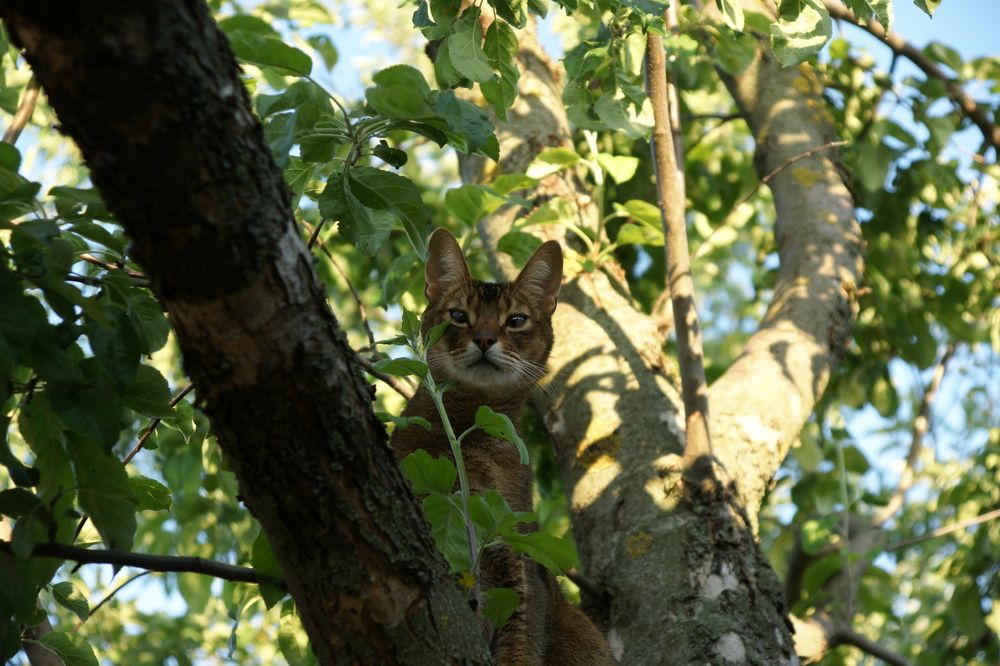 Фотография автора Наталья Чунихина