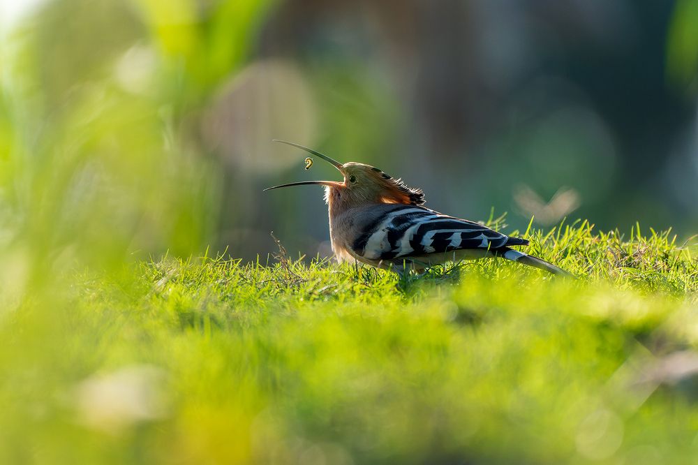 Photograph by Kamal Das
