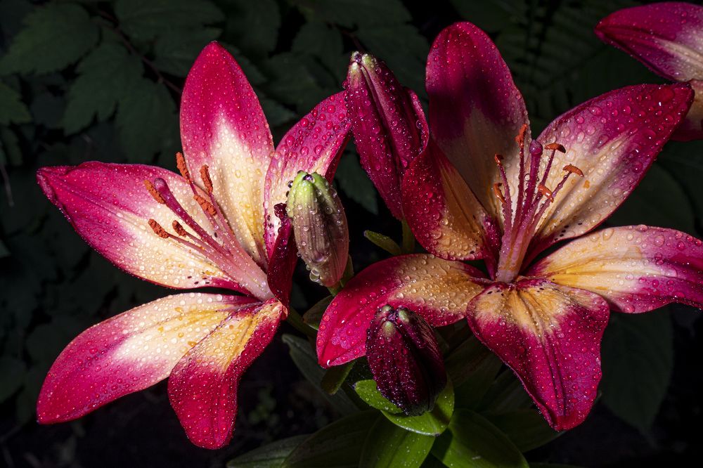 Photograph by Екатерина