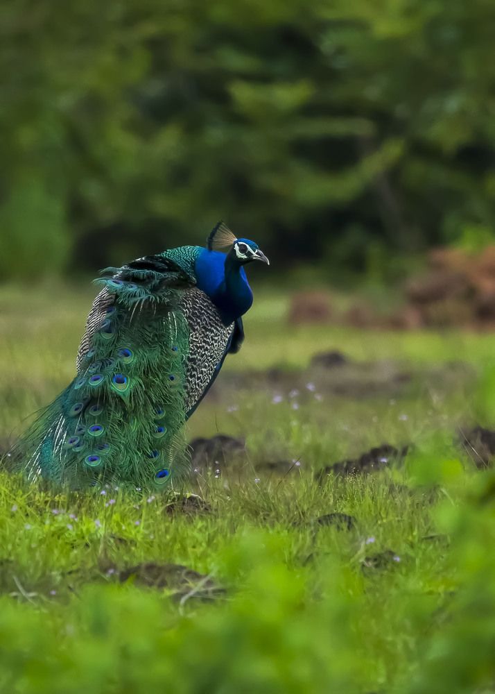 Photograph by SREEJITH KARIMBIL