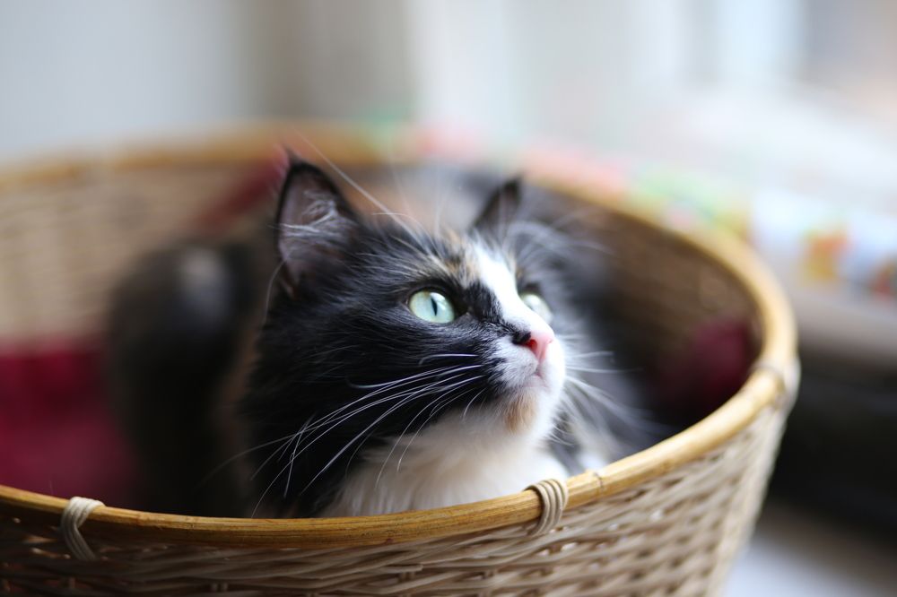 Photograph by Елена Жакова