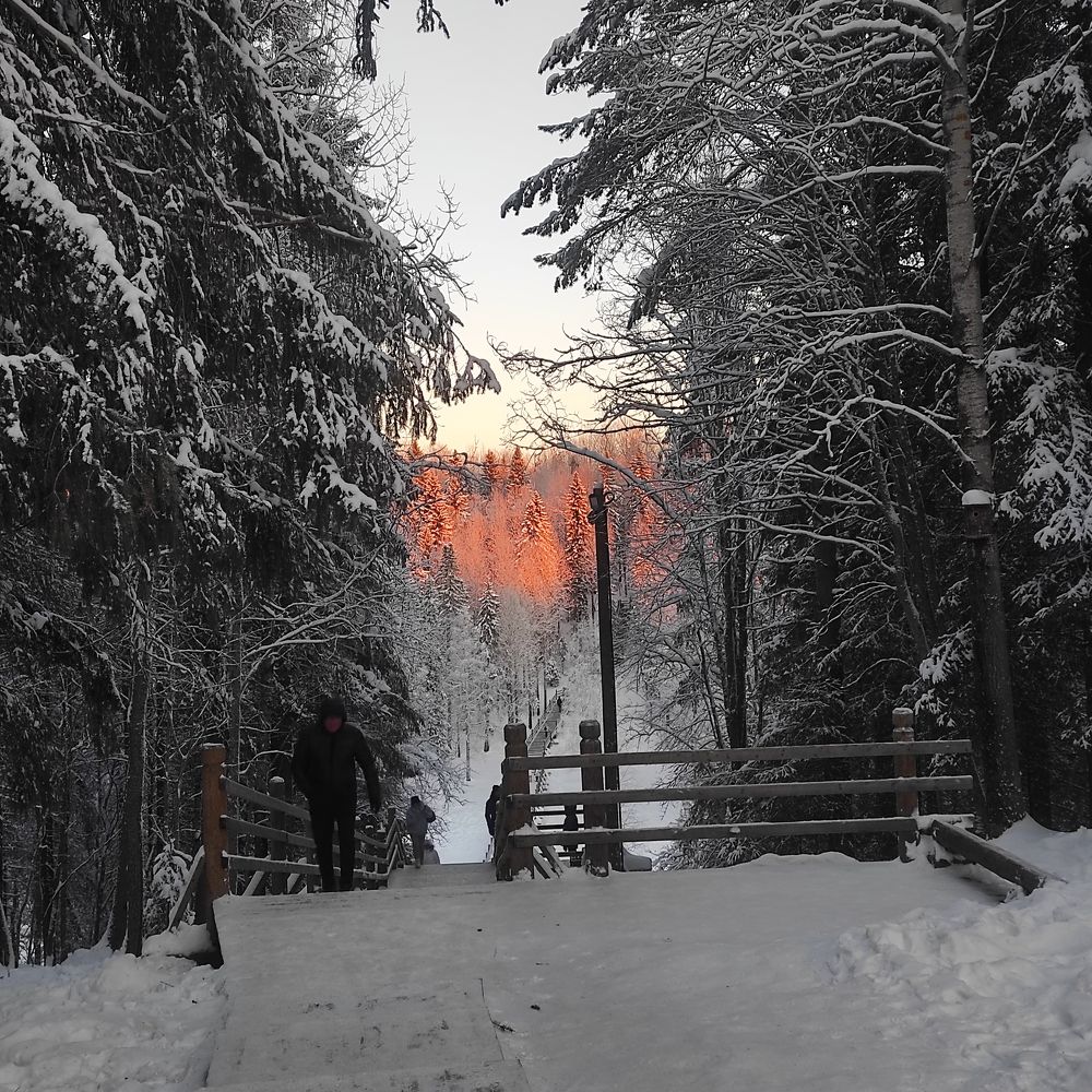 Золотое солнце на верхушках елей