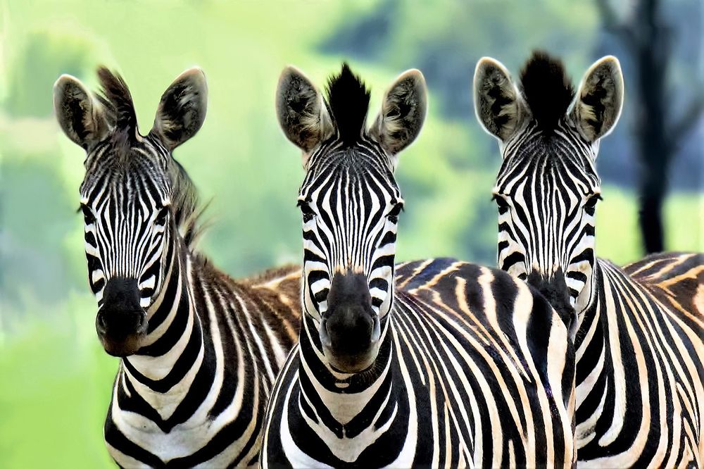 Photograph by John Wassenaar