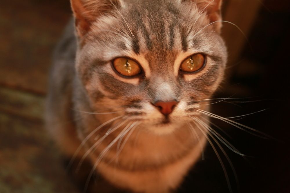 Photograph by Галина Рудас