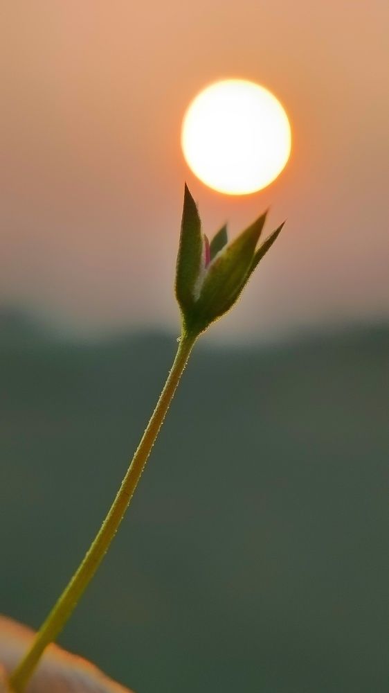 Photograph by Pandey Ji