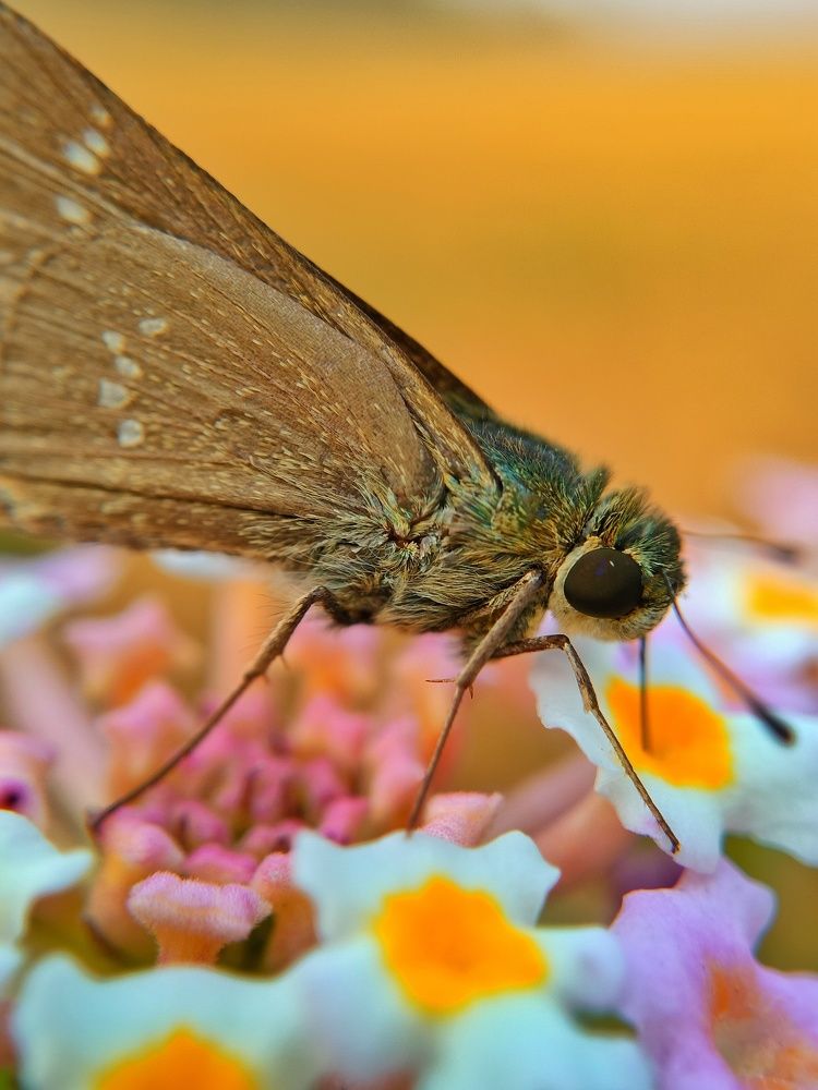 Photograph by Pandey Ji