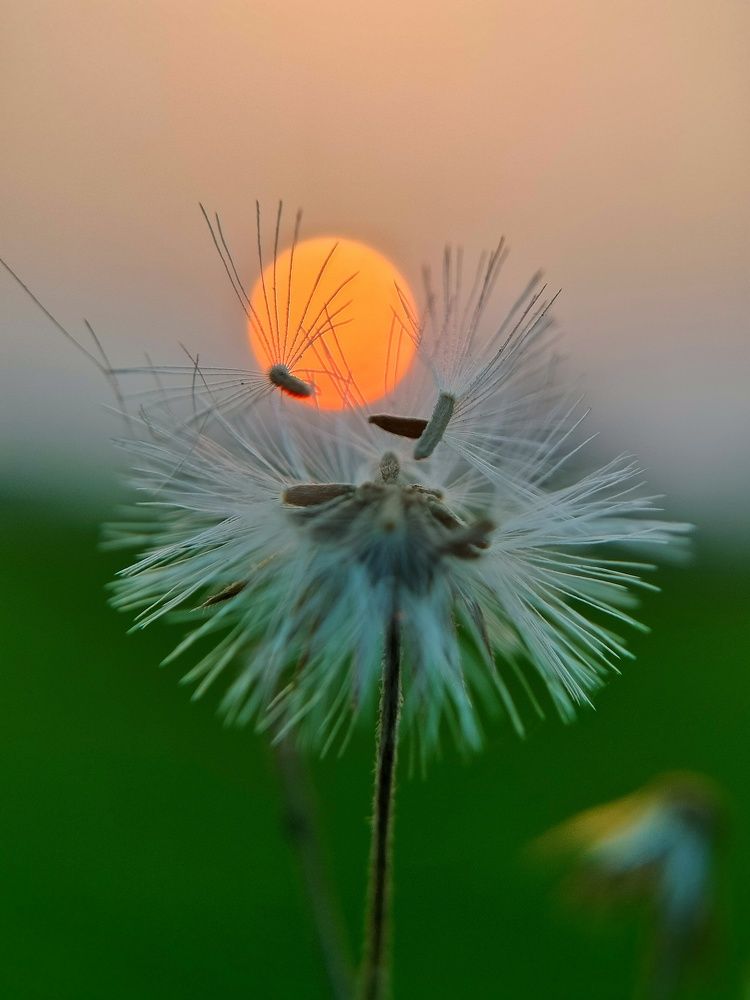 Photograph by Pandey Ji