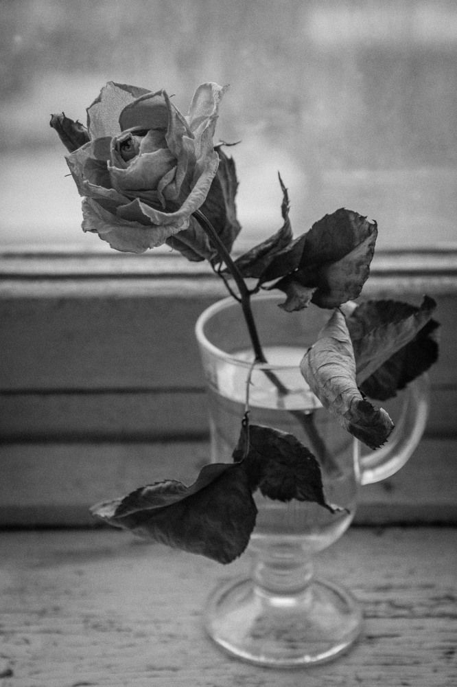 Роза в стакане.