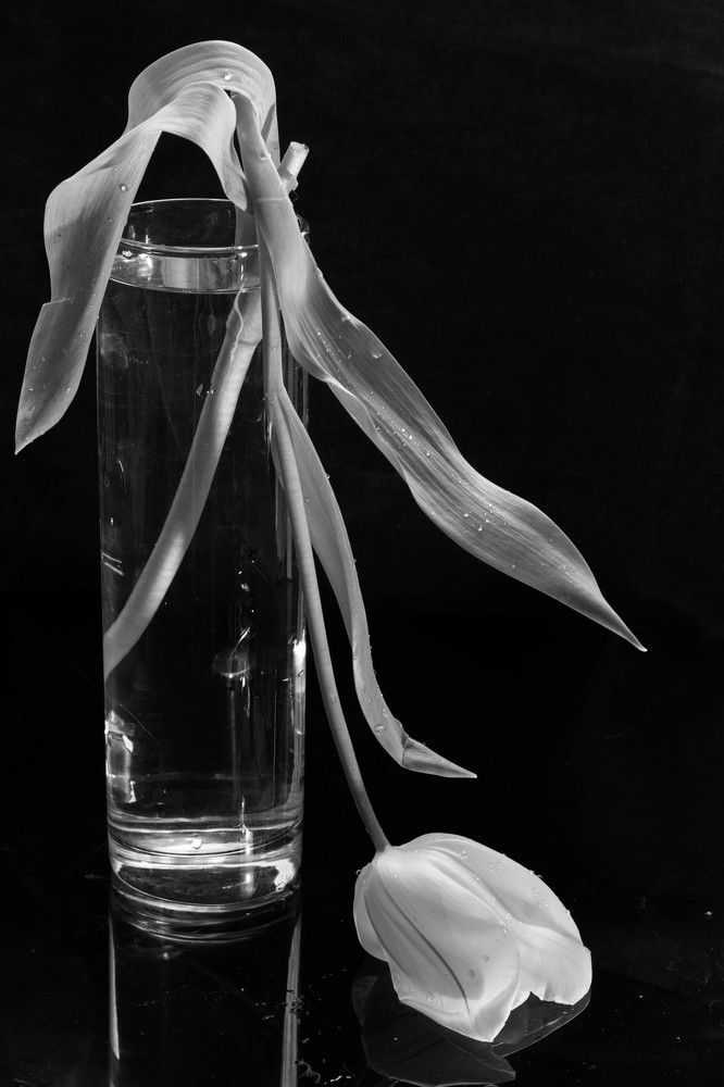 Жизнь тюльпана.