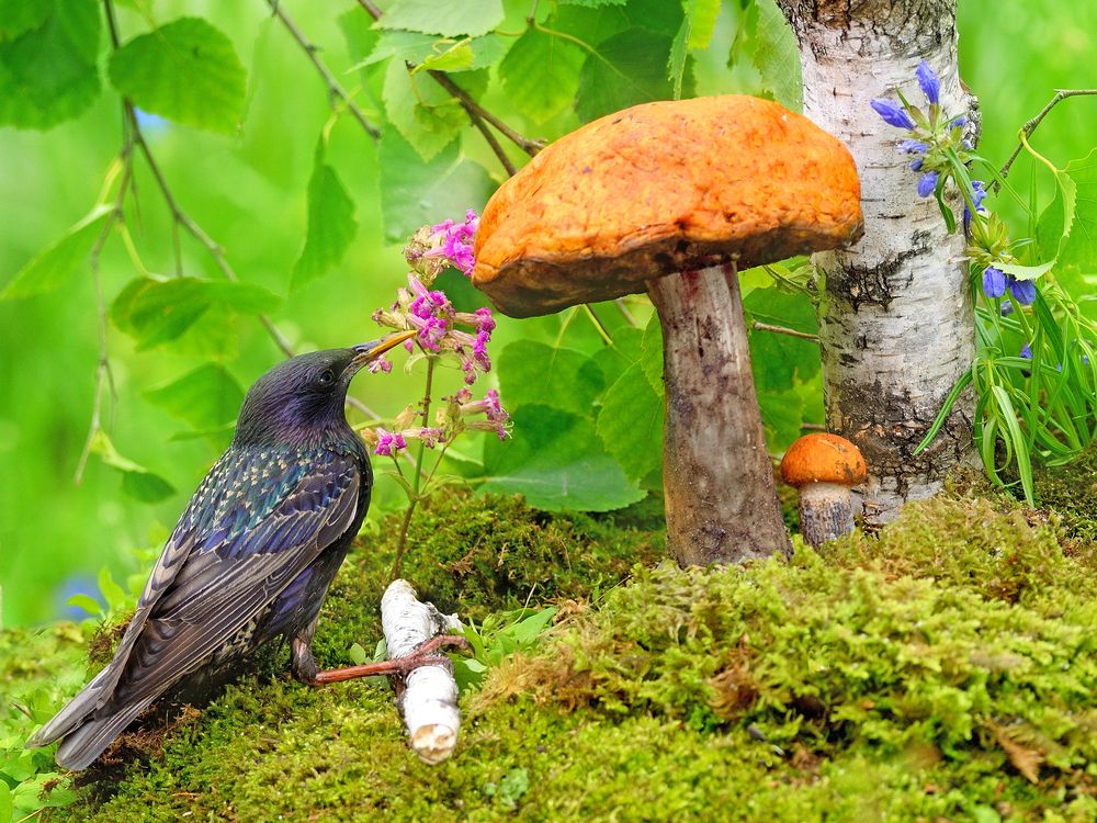 Лесные встречи