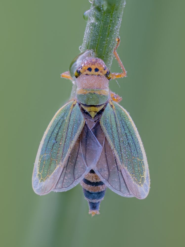 Green leafhopper open its wings in the first sunlight of the day
